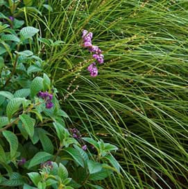 Garden Design Sydney