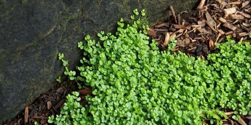 Baby's Tears (Soleirolia soleirolii)