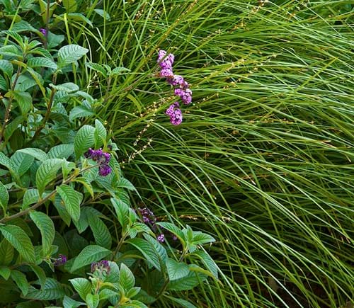 Heliotrope & Lomandra Tanika