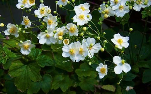 Japanese Wind Flower (Anemone x hybrida)