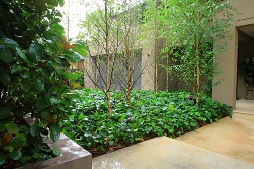 Sandstone tiles and Ivy ground cover