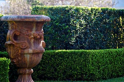 Murraya & Buxus hedges create a back drop wall for the urn