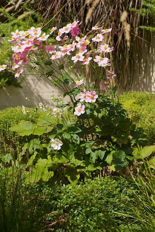 Japanese Wind Flower (Anemone x hybrida)