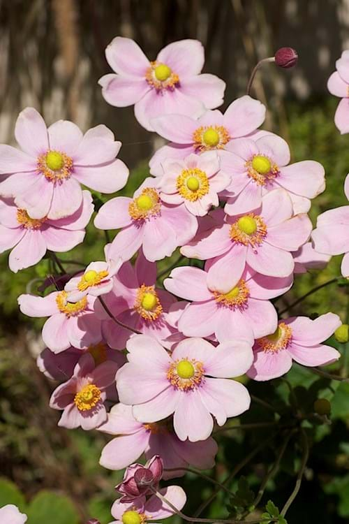 Japanese Wind Flower (Anemone x hybrida)