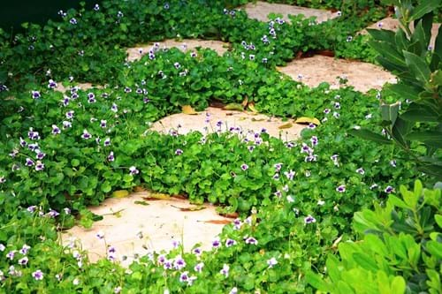 Steppers with Native Violet