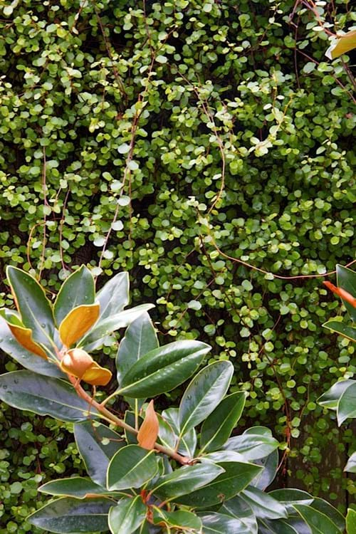 Magnolia Little Gem with Maidenhair Vine (Muehlenbeckia complexa)