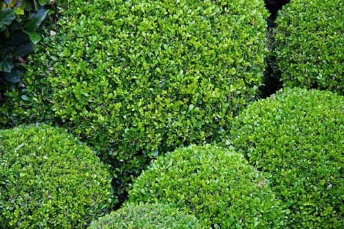 Buxus Balls