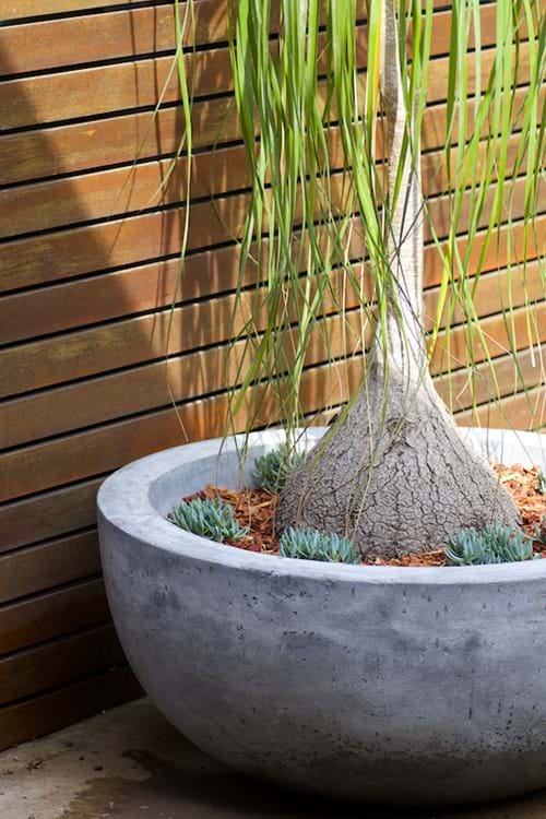 Feature pot with Pony Tail Palm