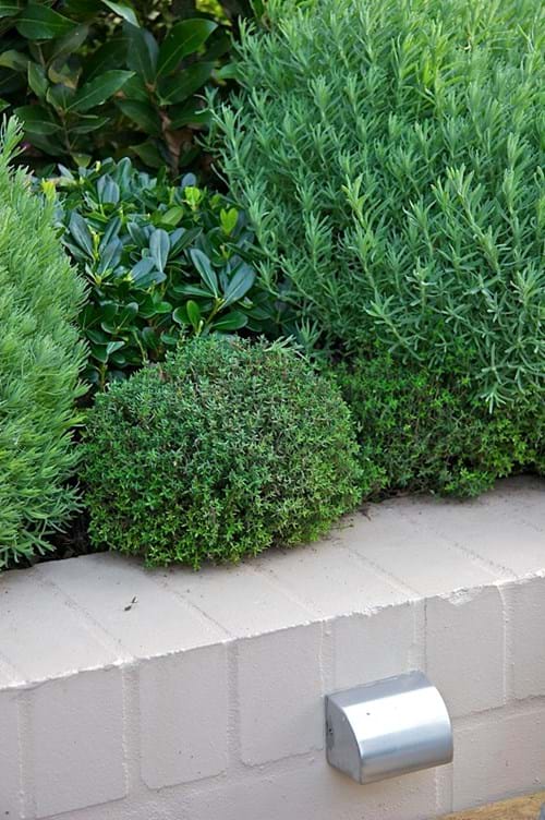 Lavander, Thyme, Pittosporum Miss Muffet & Bay Tree