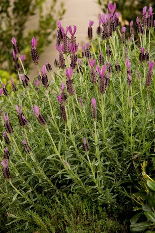 Avonview Lavender (Lavandula stoechas 'Avonview')