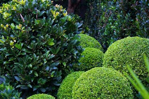 Buxus & Bay Tree Ball