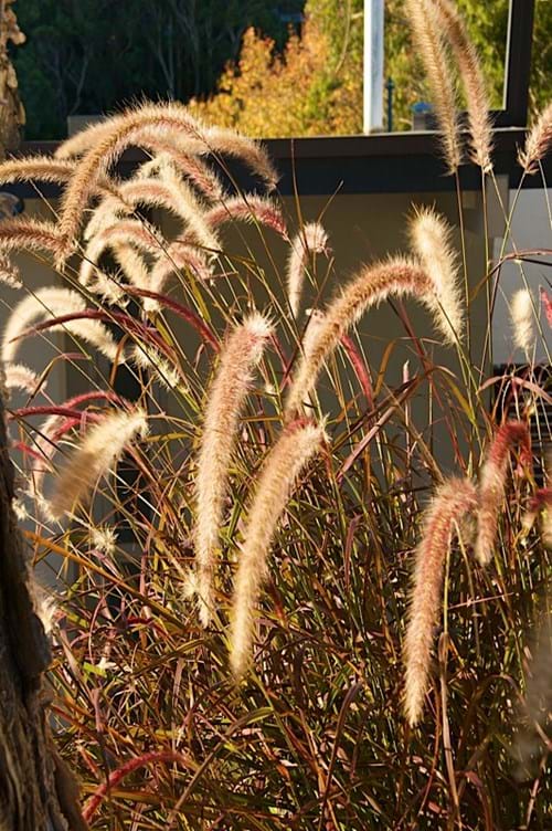 Purple Fountain Grass (Pennisetum advena 'Rubra'