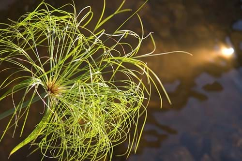 Papyrus in pond