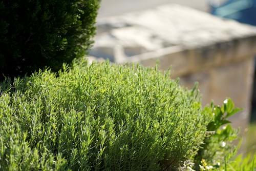 Rose Bay garden