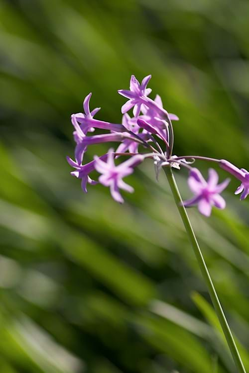 Society Garlic (Tulbaghia violacea)