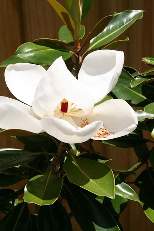 Magnolia Little Gem (Magnolia grandiflora 'Little Gem')