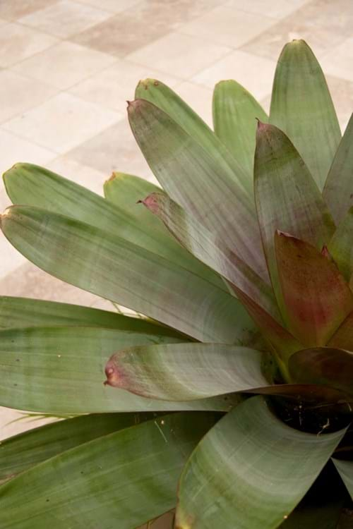 Giant Bromeliad (Alcantarea imperialis)