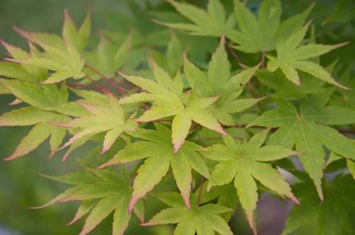 Coral Bark Maple (Acer palmatum 'Senkaki')