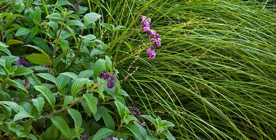 Garden planting design Sydney