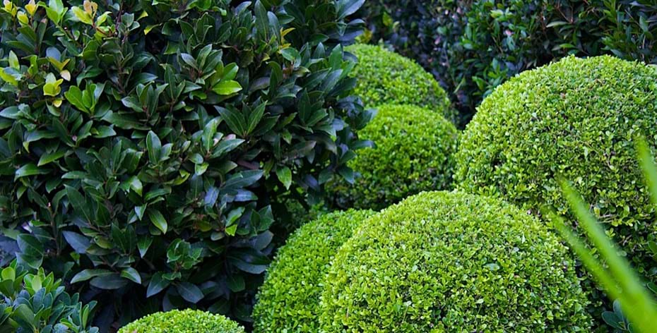 Garden maintenance Northbridge