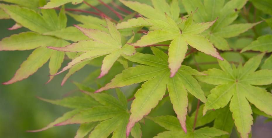 Garden planting designers Sydney