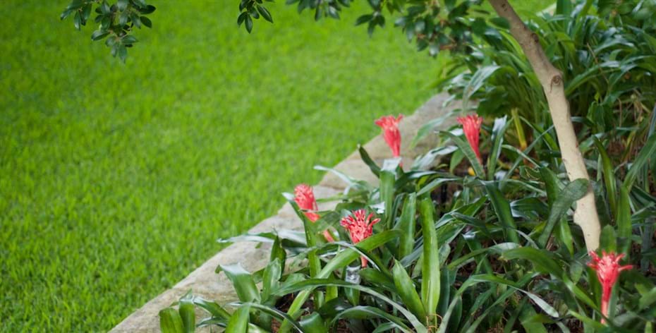 Hunters Hill garden stone wall & bromeliads Sydney garden designer