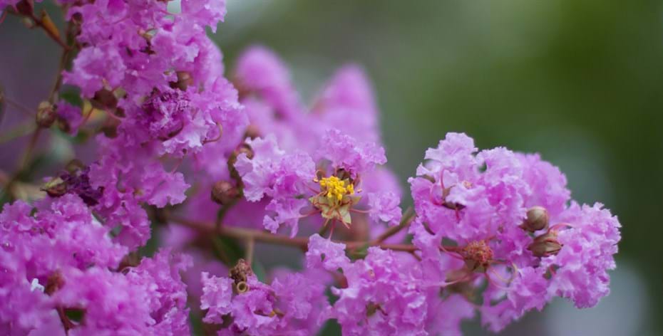 Sydney garden designers Crepe Myrtle flower